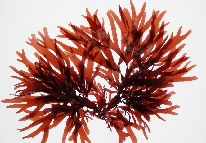 Integrative Morphological and Molecular Assessment Reveals Diversity of Gracilariaceae in China