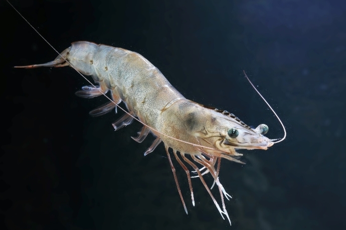 Study Reveals Genetic Mechanism of Divergent Thermo-tolerance in Penaeid Shrimp