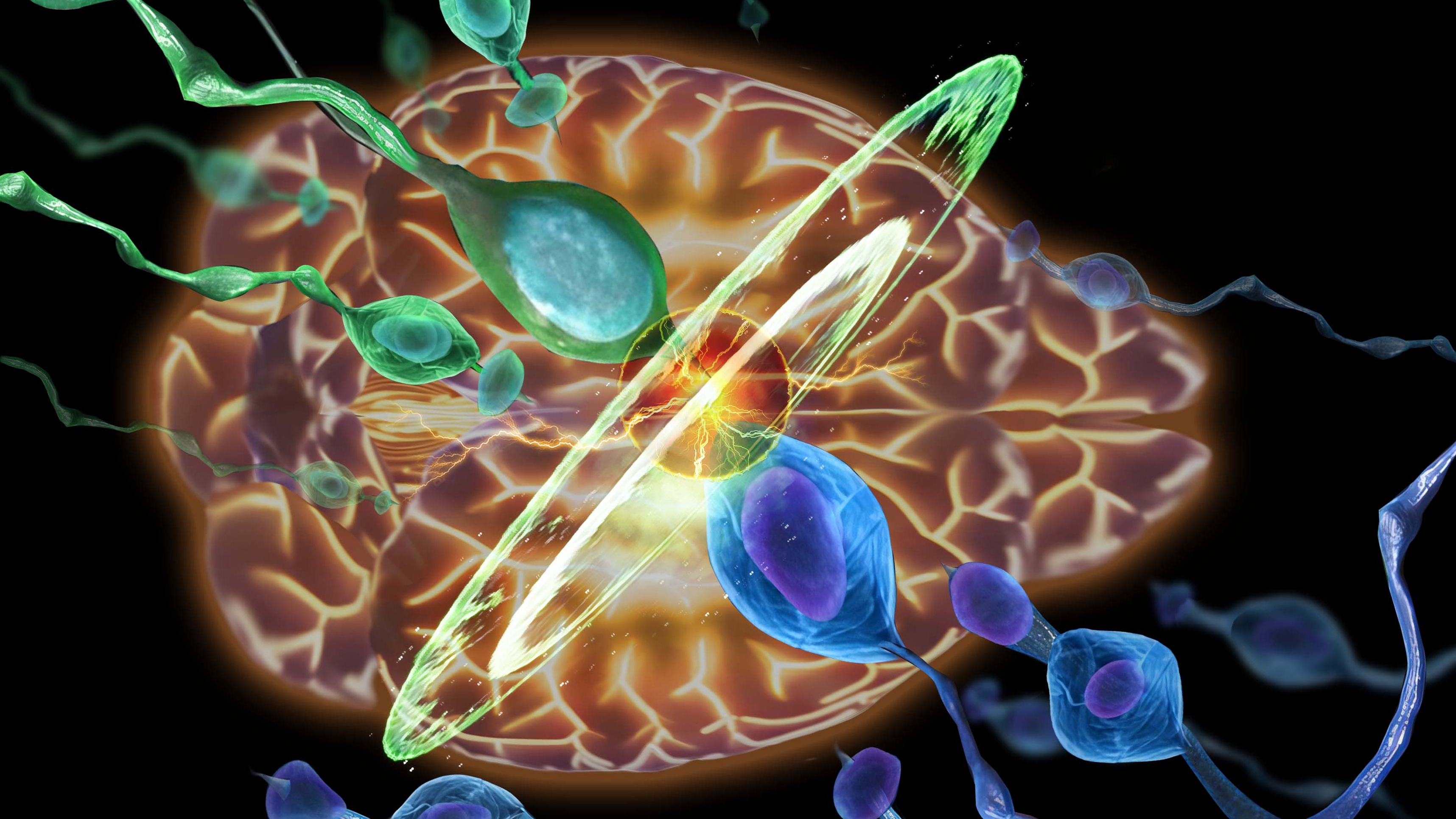 Natural Selection Among Neural Progenitor Cells Controls Mammalian Brain Size