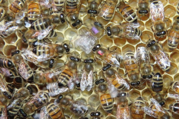 Stop Signals Reduce Dopamine Levels and Dancing in Honeybees