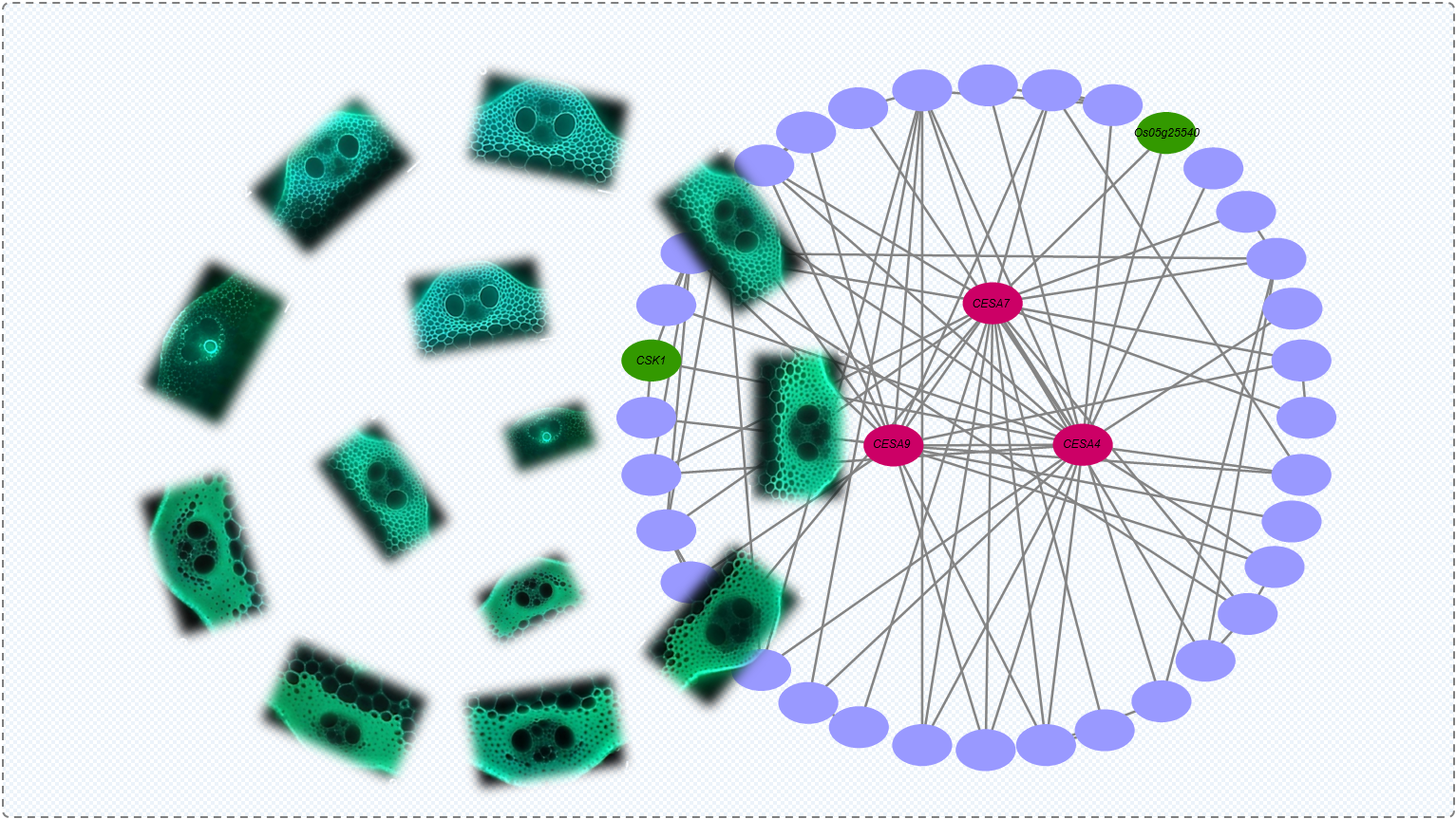 Molecular Module Coordinates Plant Cell Wall Formation and Adaptive Growth