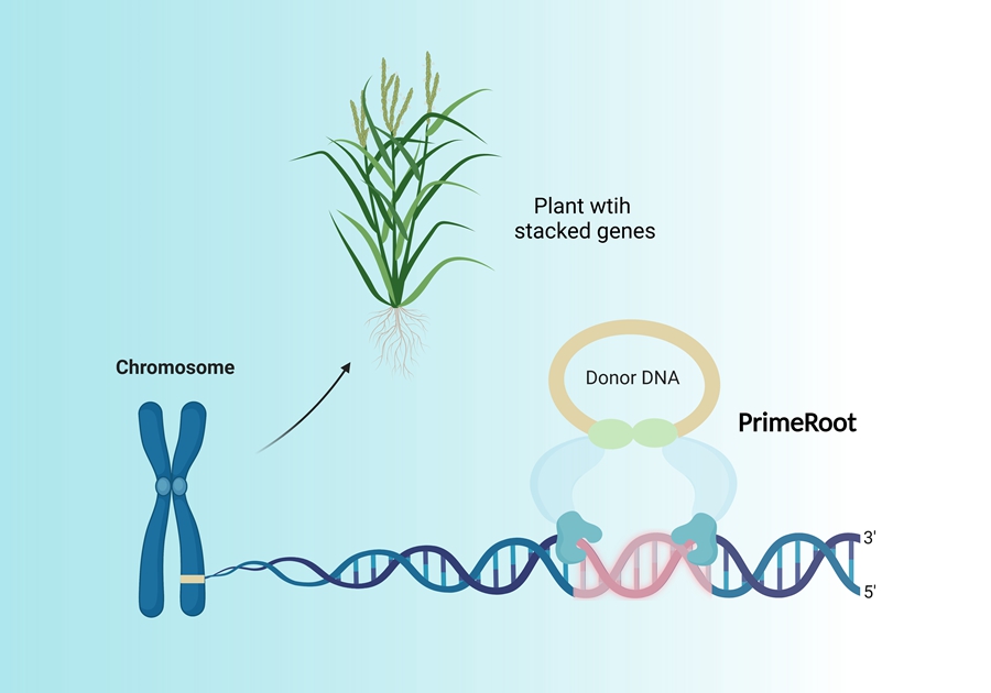 Researchers Develop New Tools for Precise Large DNA Insertions