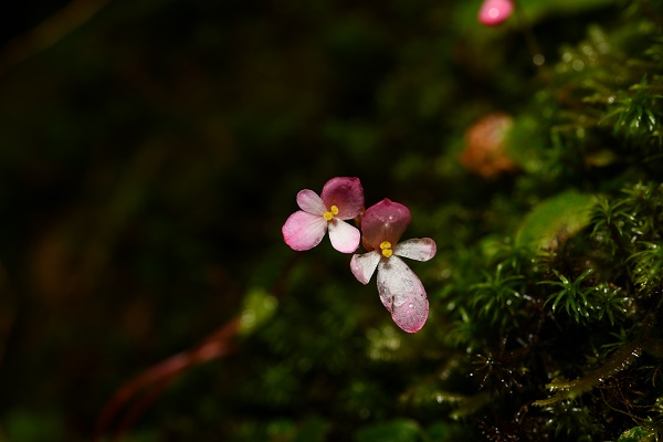 New Stoloniferous Species of <em>Begonia</em> Found in Yunnan
