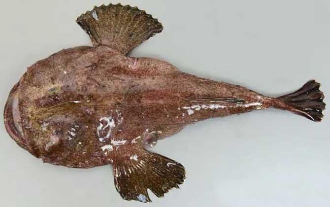 Exploring Novel Monkfish Peptides with Anti-fatigue and Immunological Effect
