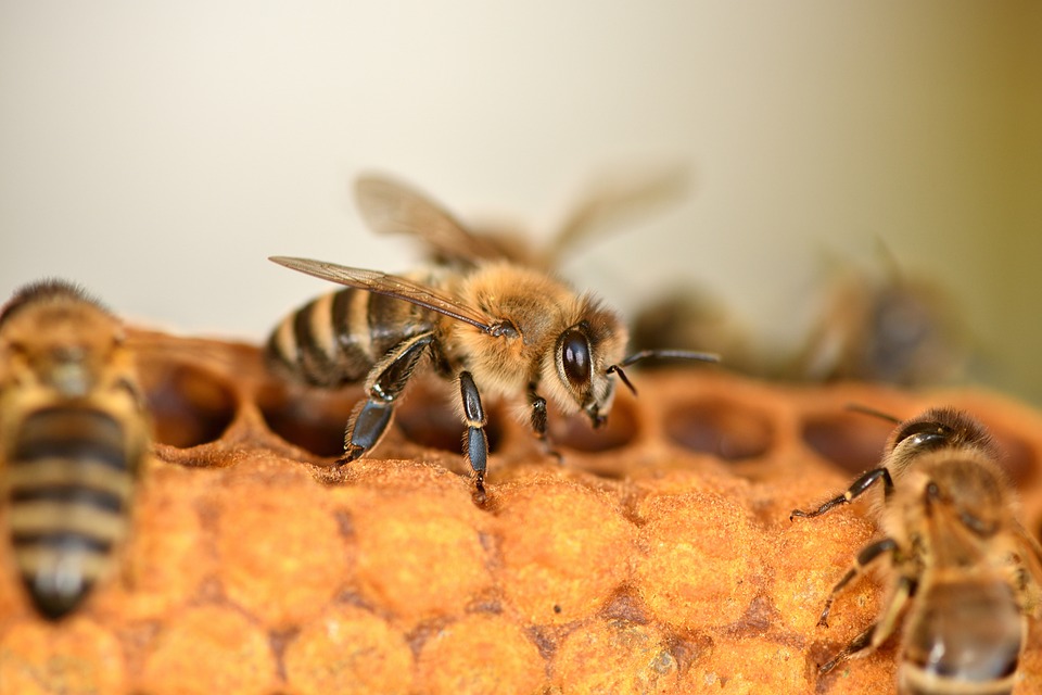 Honey Bee Populations May Collapse Due to Ineffective Defense