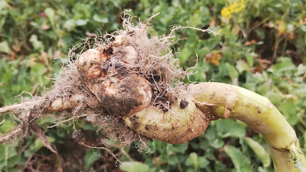 Scientists Discover How Plants Fight Major Root Disease