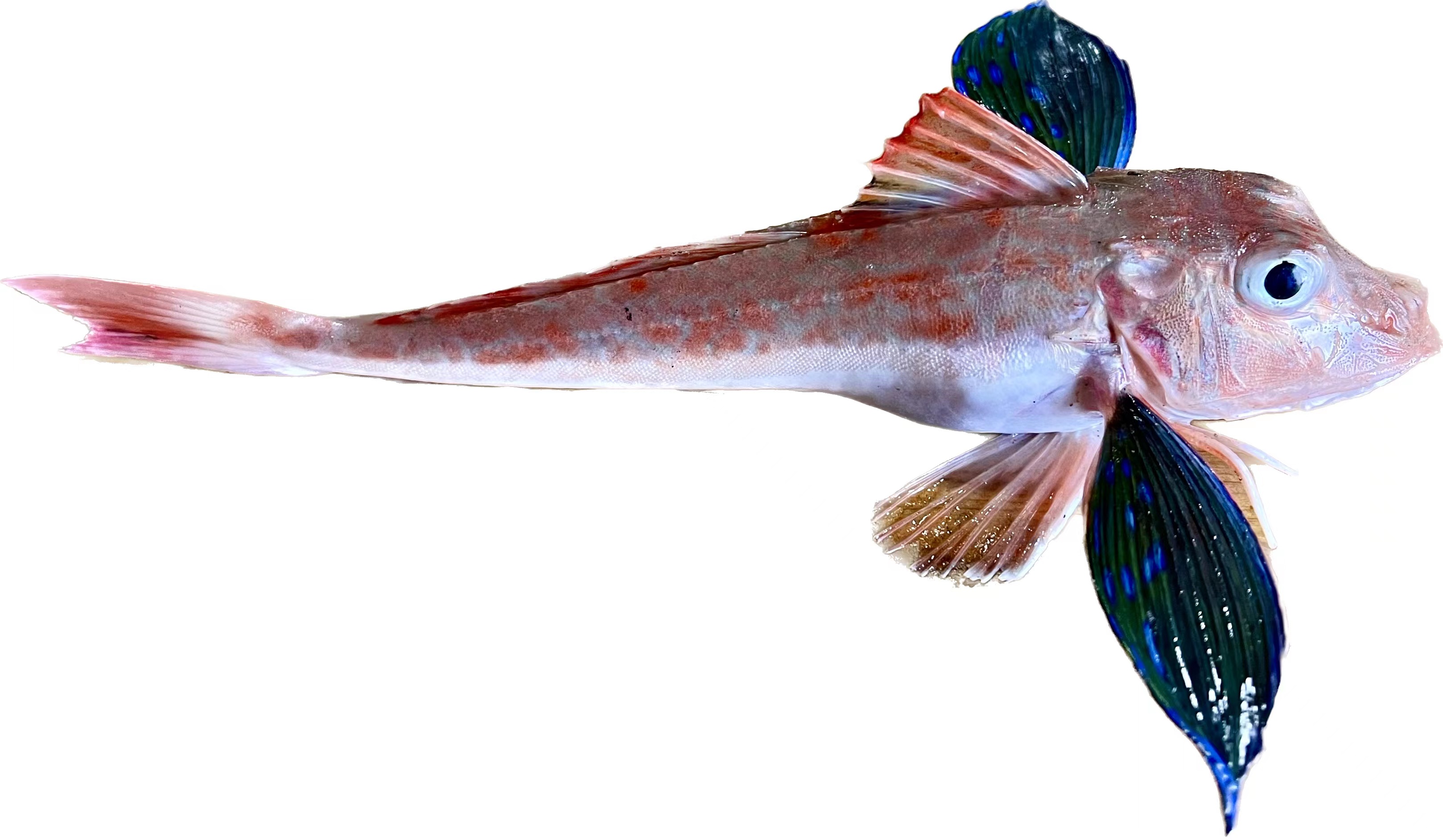 Study Reveals High-quality Chromosome-level Reference Genome of <i>Chelidonichthys spinosus</i>