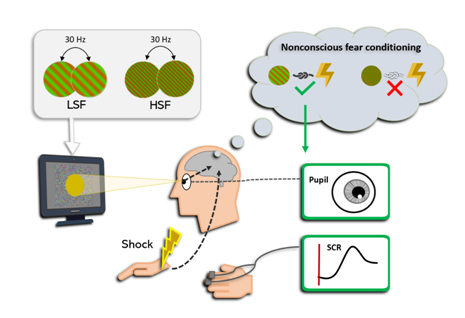 Study Reveals Key Role of Low-spatial-frequency Information in Unconscious Fear Conditioning