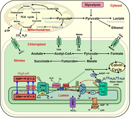 Researchers Reveal New Mechanism of Anaerobic Fermentation Metabolites Suppressing both Photosynthesis and Aerobic Respiration