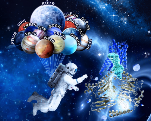 Scientists Discover Conserved and Druggable Pocket for Small Molecule Agonists in Class B GPCRs