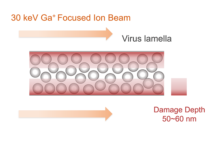 Quantitative Method Reveals Energy-dependent Radiation Damage to Milled Lamella by Focused Ion Beam