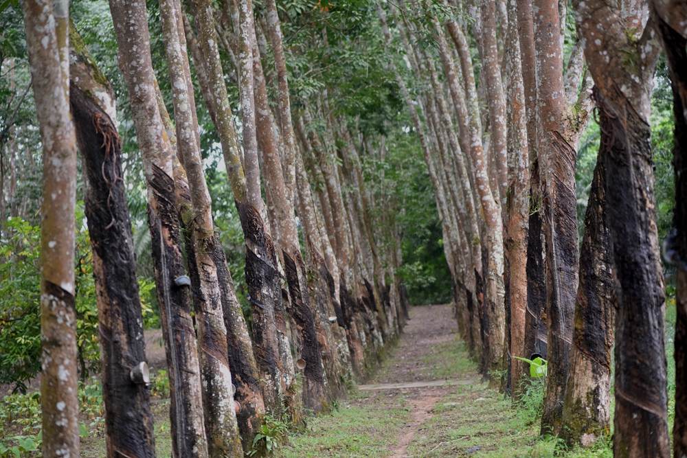 Daily Temperature Difference Is Main Factor Affecting Rubber Latex Yield in Xishuangbanna