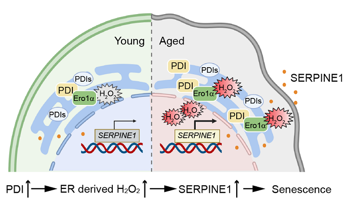 Researchers Reveal Role of Protein Oxidative Folding in Stem Cell Aging