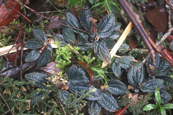 New <i>Sonerila</i> Species Reported from SW Philippines