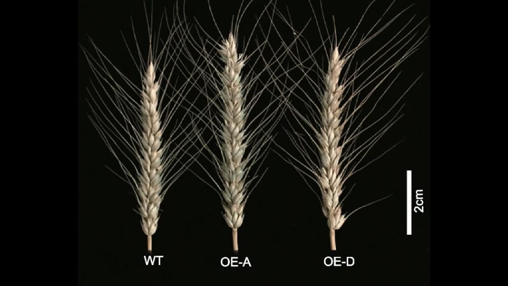 Scientists Find New Mechanisms Regulating Spike Traits of Wheat through High-resolution Genetic Mapping