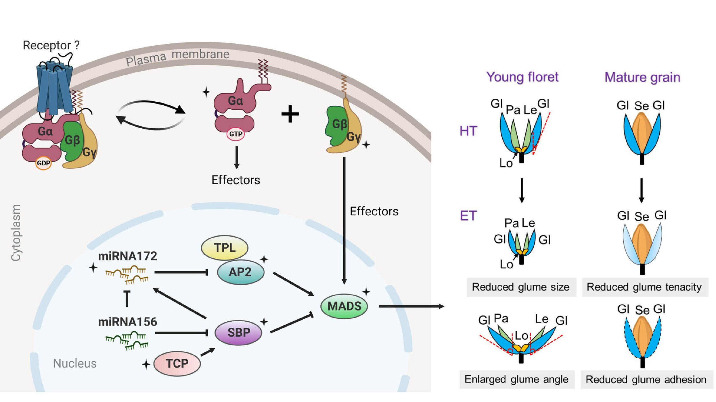 Scientists Reveal Evolution and Molecular Network of Cereal Threshability