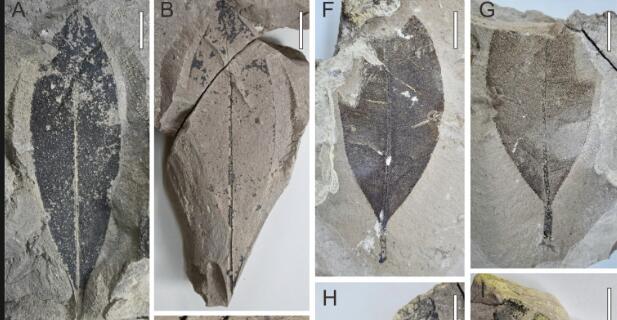 First Macrofossil Record of Calophyllum in Thailand Reported