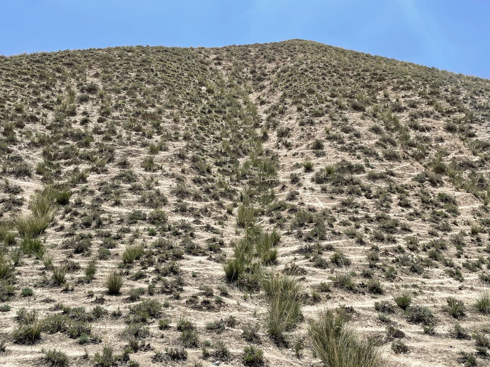 Habitat-specific Environmental Factors Regulate Spatial Variability of Biological Soil Crust Microbial Communities on Qinghai-Tibet Plateau