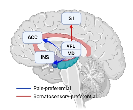 Researchers Unravel Cross-species Pain-preferential Neural Pathway