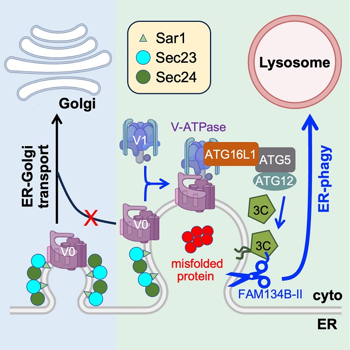 Researchers Identify Initiation Mechanism for ER-phagy Induced by Misfolded Proteins