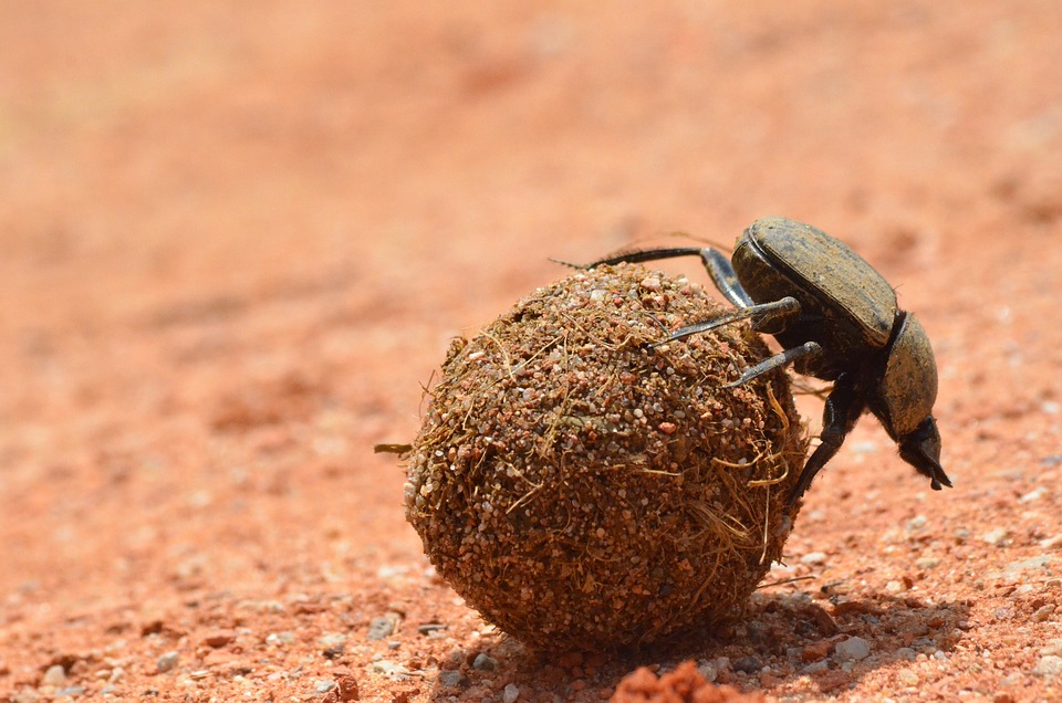 Dung Beetle iDNA Is Additional Tool for Biodiversity Assessment