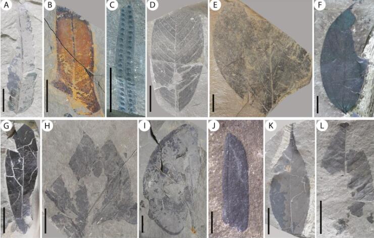 Newly Discovered Megafossil Flora Reported from Northern Vietnam