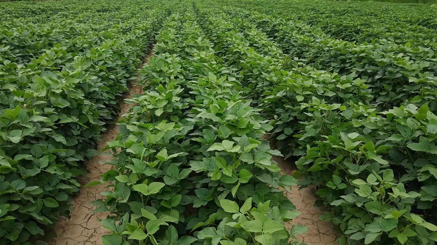 Peroxidase Gene Confers Drought Tolerance in Soybean