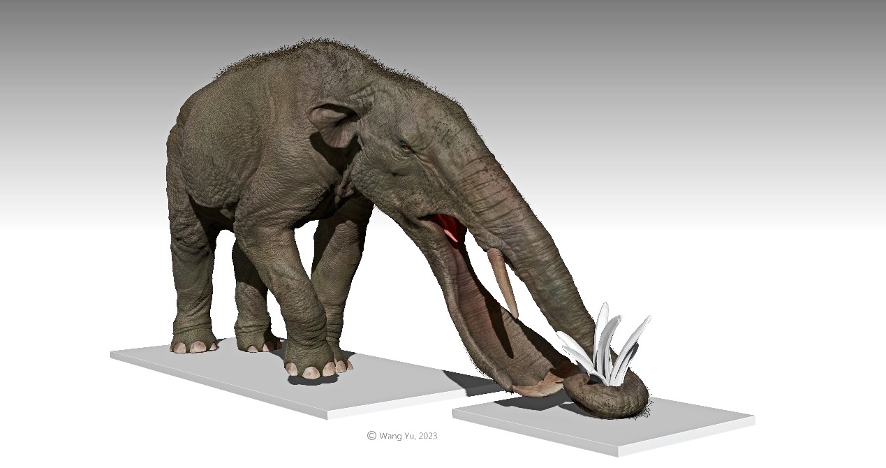 Longer Mandible or Nose? Co-evolution of Feeding Organs Revealed in Early Elephantiforms