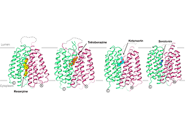 Scientists Reveal VMAT2 Transport and Inhibition Mechanisms by Cryo-EM