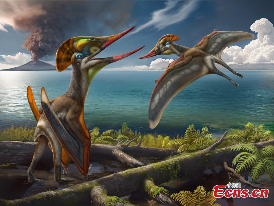 New Species of Chaoyangopterid Pterosaur Discovered