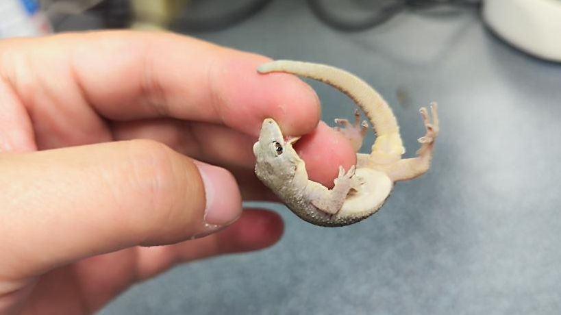 New Gecko Species Discovered in China