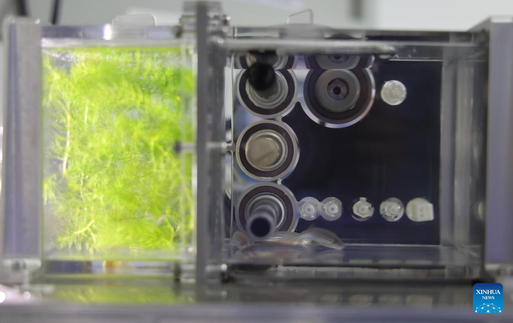 Shenzhou-18 Taikonauts to Create Simplified Version of Aquatic Ecosystem