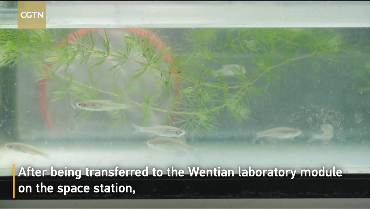 Zebrafish Enter China Space Station, in Stable Condition