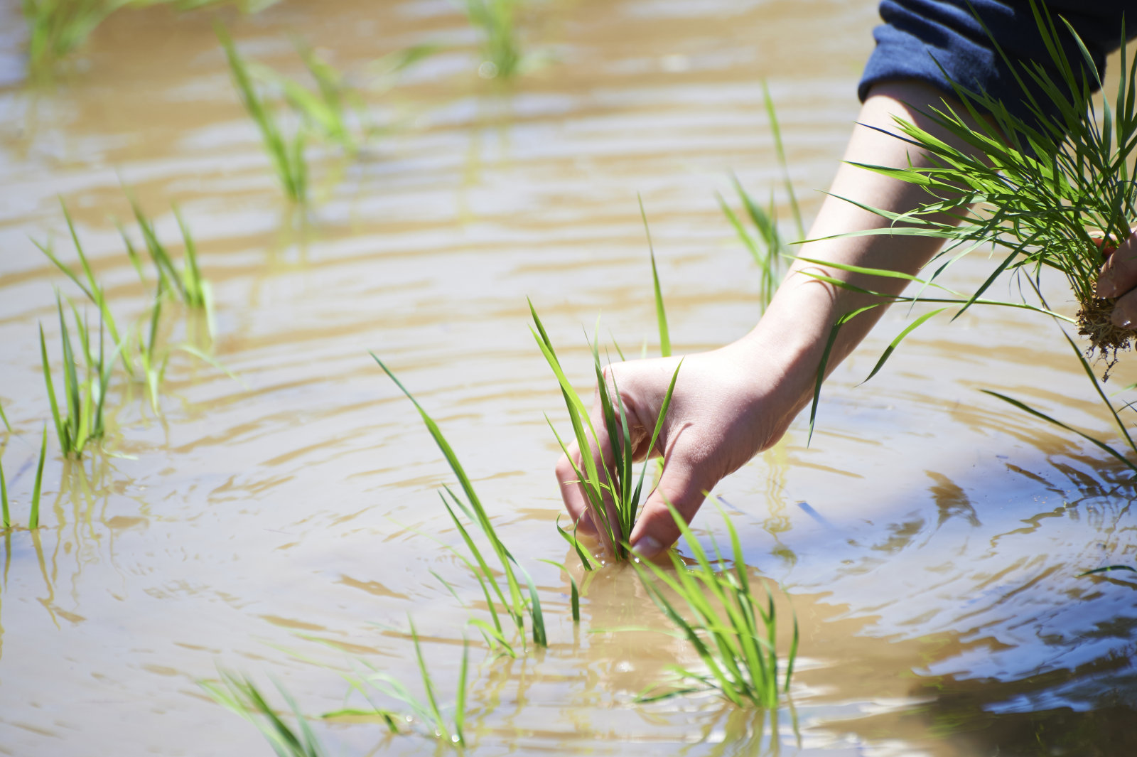 Study Reveals 100,000-year Evolution from Wild to Domesticated Rice