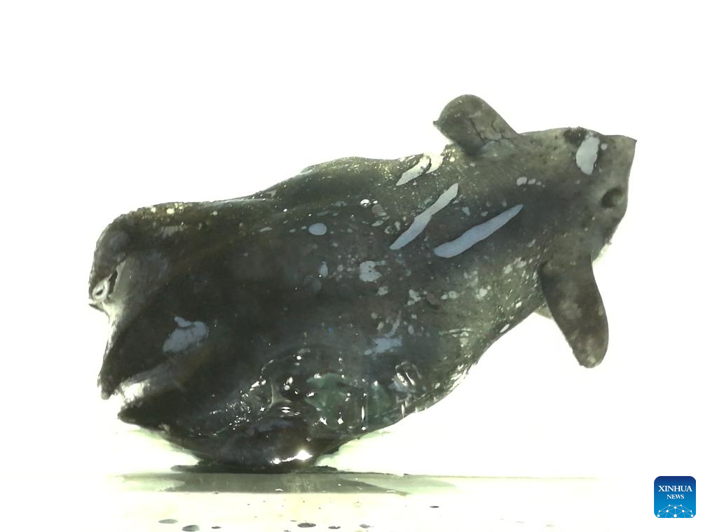 Chinese Researchers Find New Vampire Squid Species