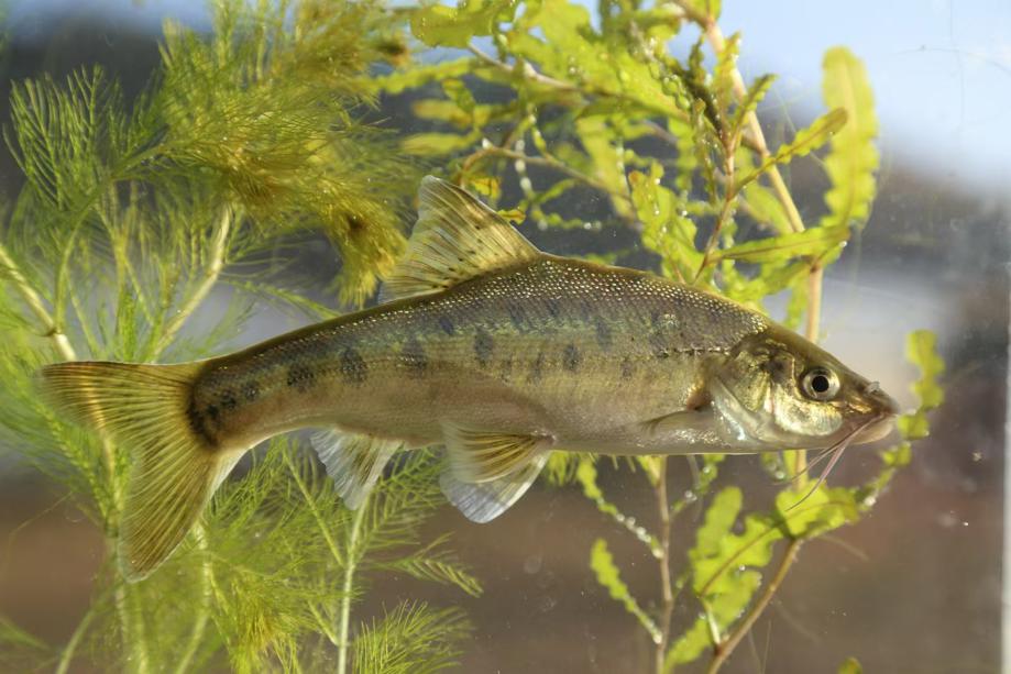 Endangered Species Restored in Yunnan Province