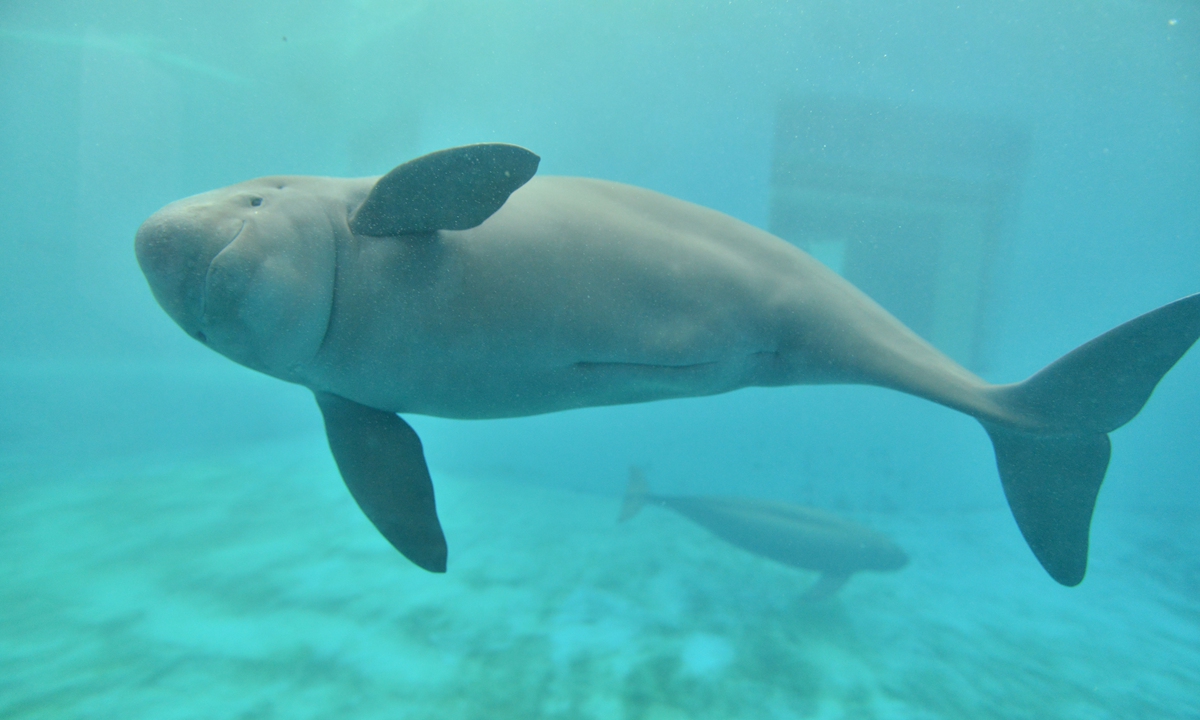 China's Advanced Technologies Support Protection of Endangered Yangtze Finless Porpoise