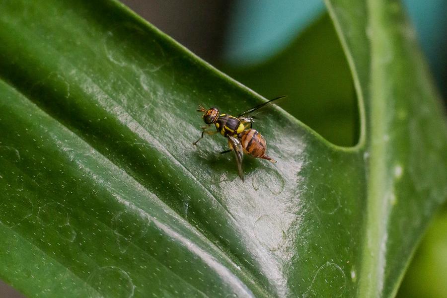 Taikonauts to Conduct In-orbit Experiments on Fruit Flies