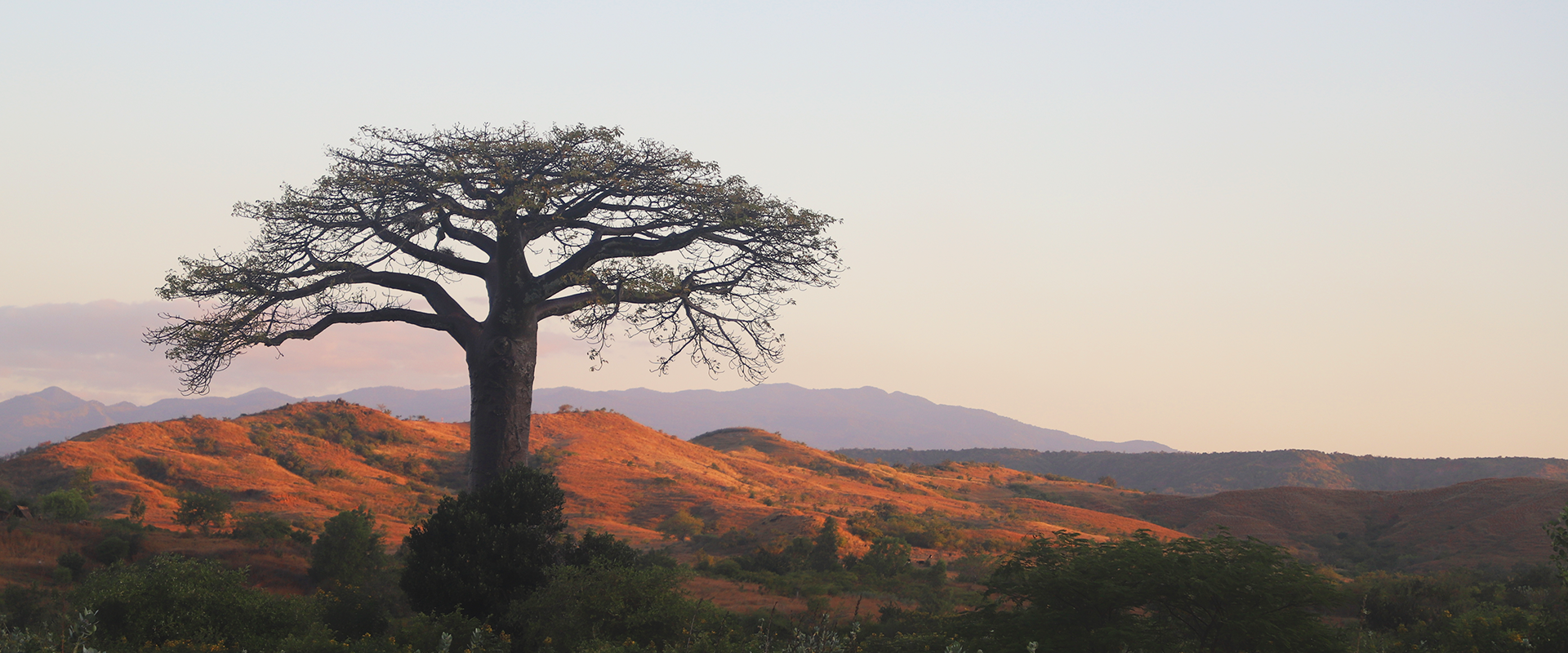 Unwrapping the Origin Story of the Baobab