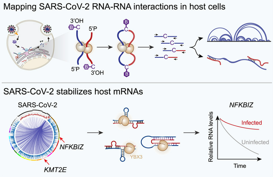Researchers Reveal Molecular Mechanism of Cytokine Storm Induced by Coronavirus