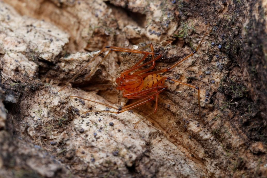 Indian Monsoon Facilitates Long-distance Dispersal of Spitting Spiders