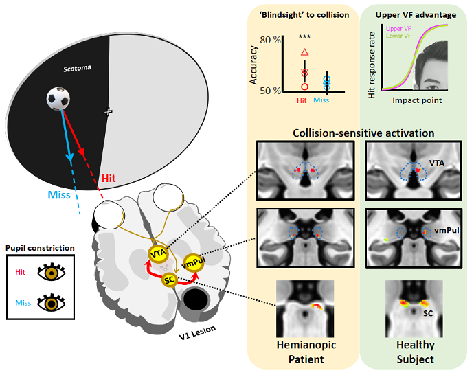 Researchers Reveal Human Brain Mechanisms for Subconscious Collision Detection