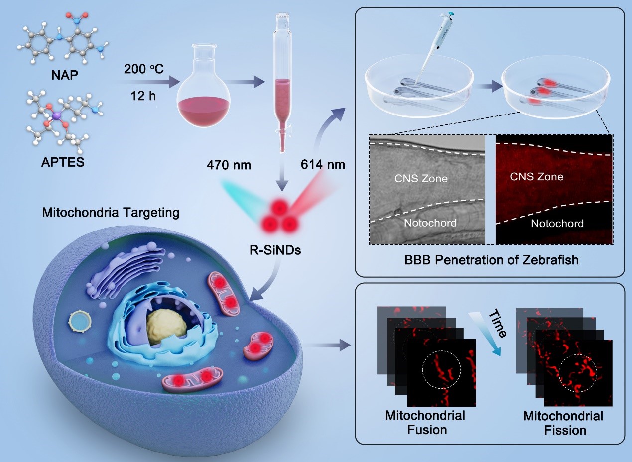 Scientists Develop Novel Red-emissive Silicon Nanodots for Mitochondrial Dynamic Tracking and Blood-Brain Barrier Penetration Imaging