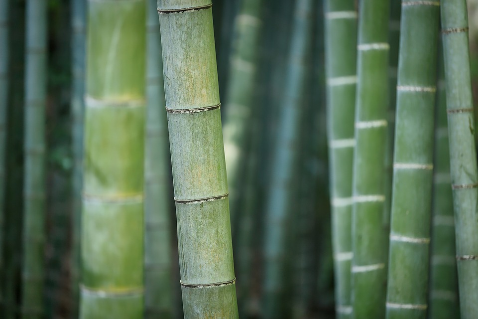 Researchers Identify Role of Subgenomes in Bamboo Evolution