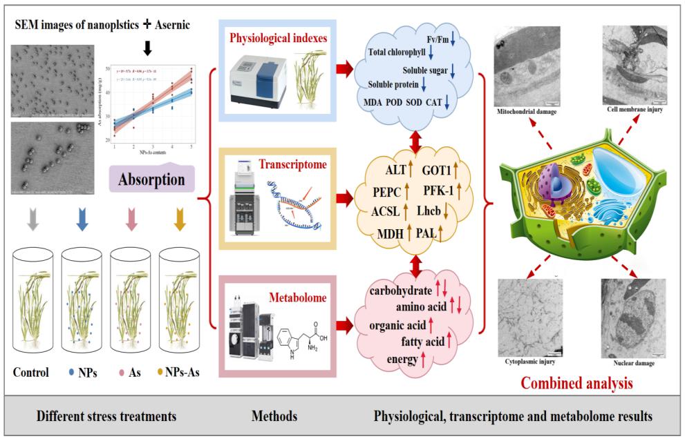 Key Defensive Mechanisms of Aquatic plants Response to Nanoplastics and Arsenic Co-stress