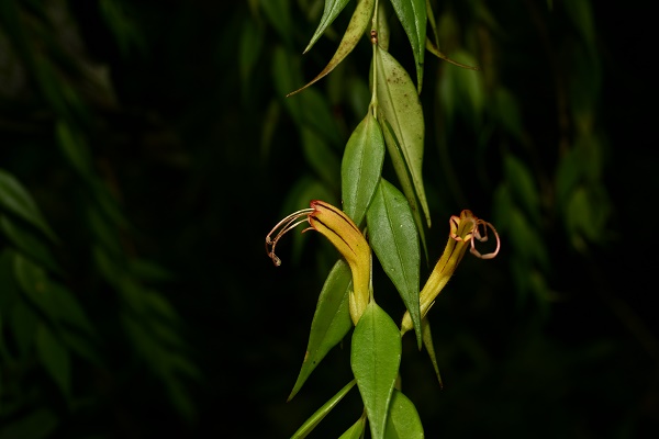 New Lipstich Plant Species Found in Yunnan