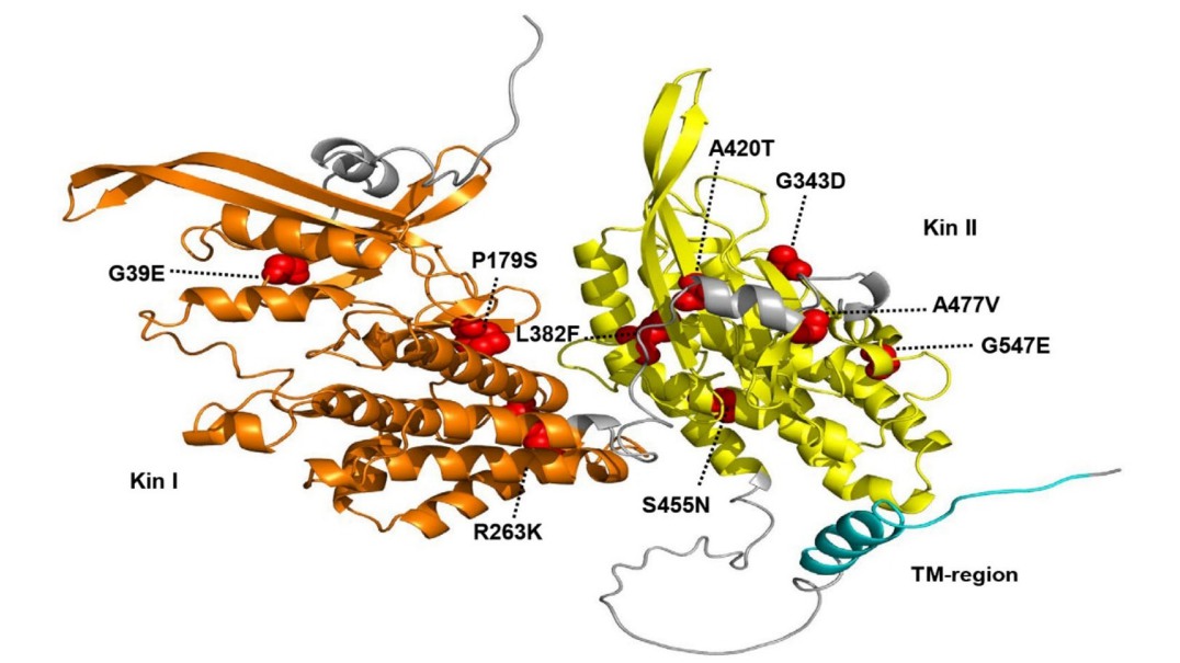 Researchers Uncover Natural Variation in Wild Emmer Wheat for Broad-spectrum Disease Resistance