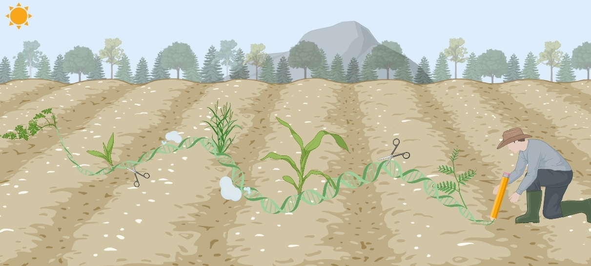 Advancing Crop Breeding Through Targeted Genome Modification