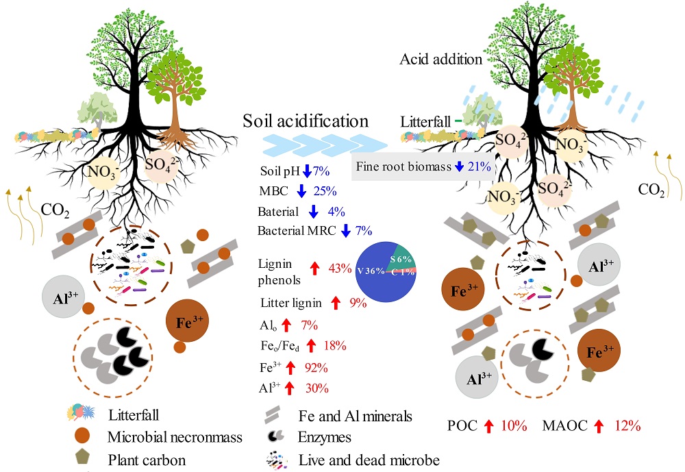 Researchers Reveal Mechanisms of Soil Organic Carbon Accumulation in Acidified Forest Soils