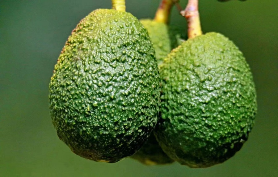 First Gapless Avocado Genome Assembly Generated